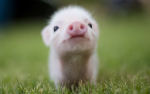 Pig's UGC Group Thumbnail