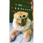 FREIND FOR BOBUX