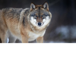 Wilczki wilczusia