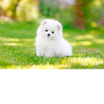 Puppy group for puppy fans