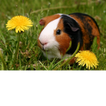 Guinea pig rules