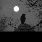 Crow  