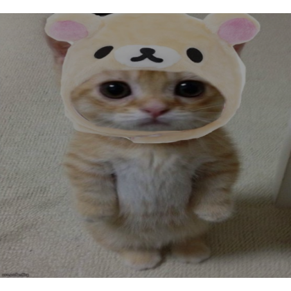 cat (profile picture) | Roblox Item - Rolimon's