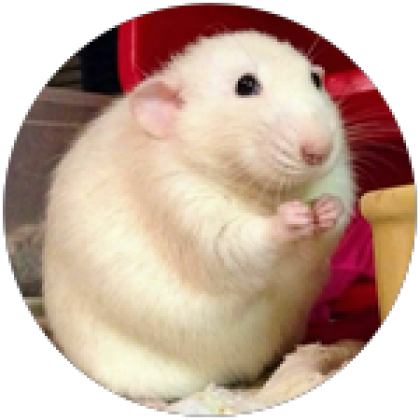 chubby rat - Roblox
