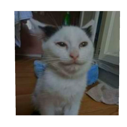 Silly Pfp Cat