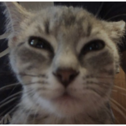 Confused cat shop