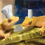 Chef Gecko's Profile