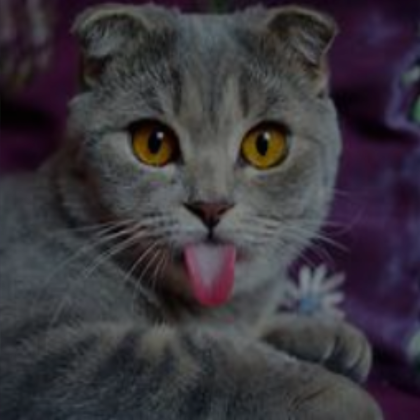 El Gato Cat PFP  Roblox Item - Rolimon's