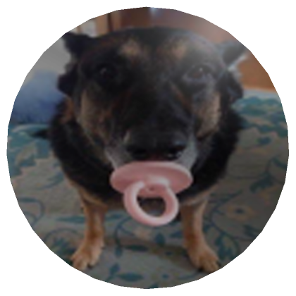 Dog dummy pacifier 2025