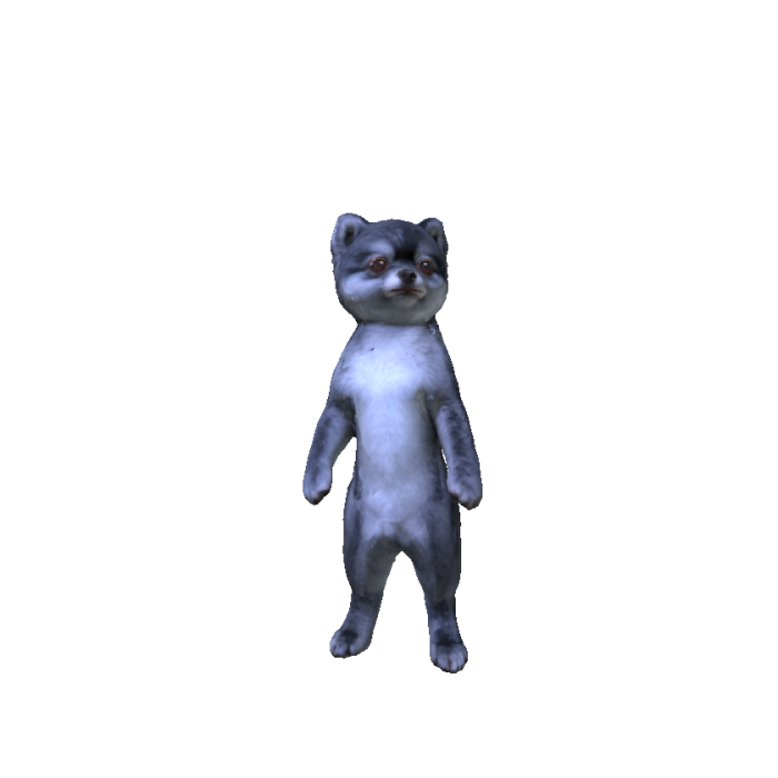 Grey Pomeranian