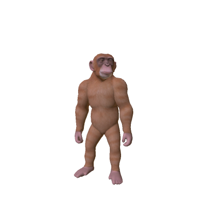 Chimpanzee Monkey