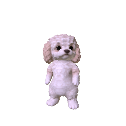Little Poodle Puppy