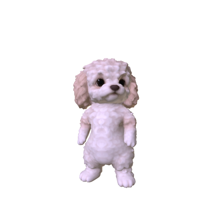 Little Poodle Puppy