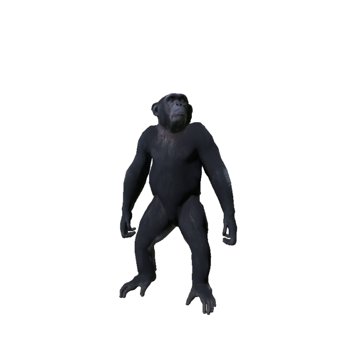 Monkey
