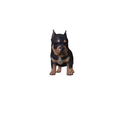 Cute Mini Pitbull thumbnail
