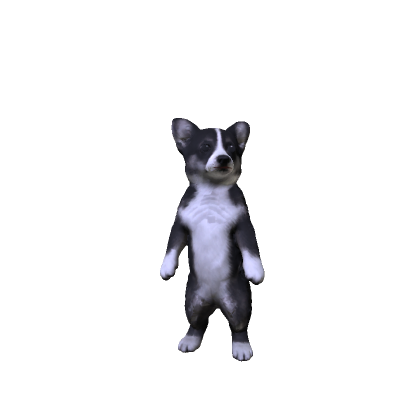 Black Corgi