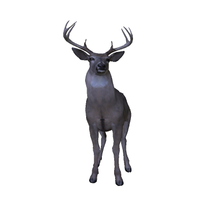 Deer