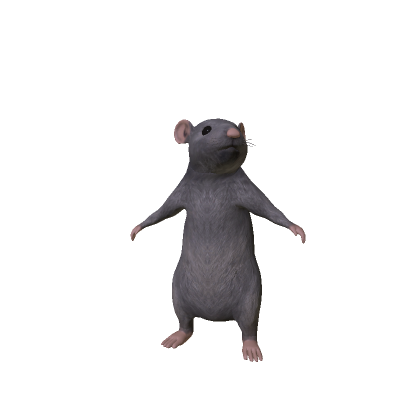 Rat Mouse