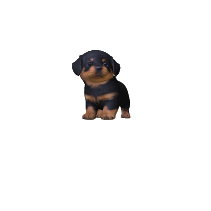 Rottweiler Puppy