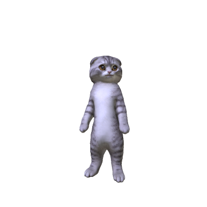Scottish Fold Kitten