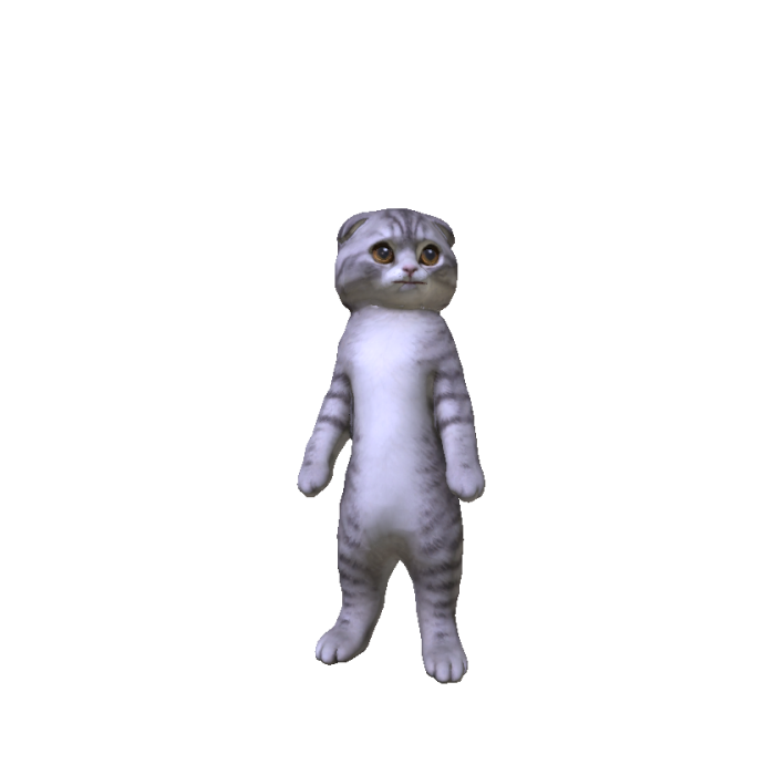 Scottish Fold Kitten