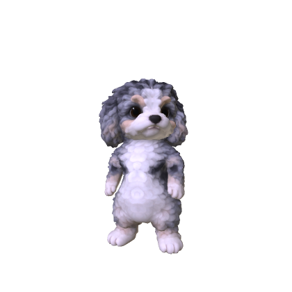 Little Poodle Puppy