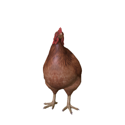 Brown Chicken Meme