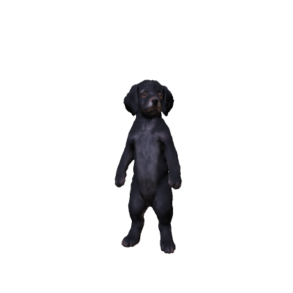 Black Dog