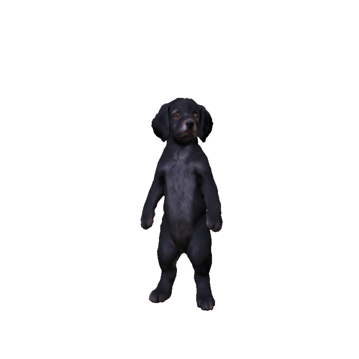 Black Dog