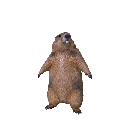 Marmot thumbnail