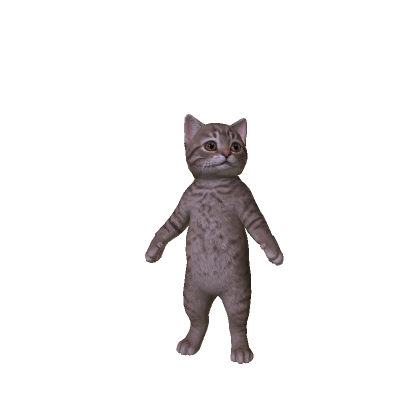 kitten