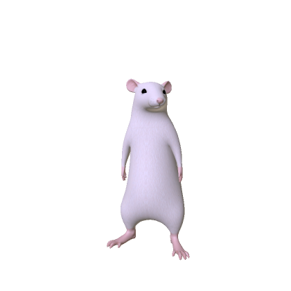 Rat
