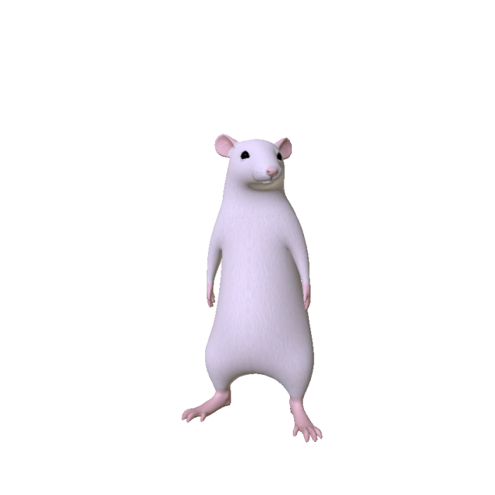 Rat