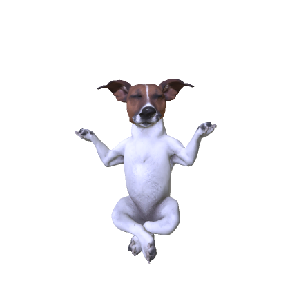 meditating dog