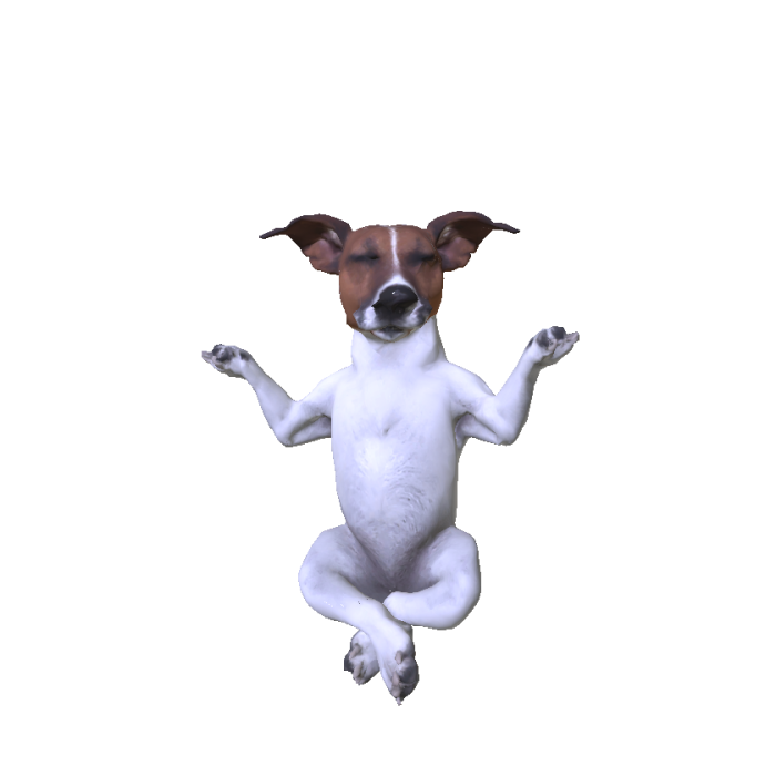 meditating dog