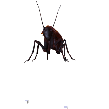 roach small