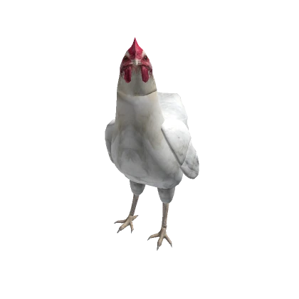 White Chicken Avatar - Roblox
