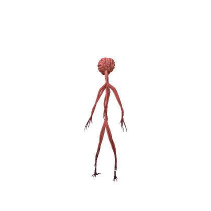 Brain Body