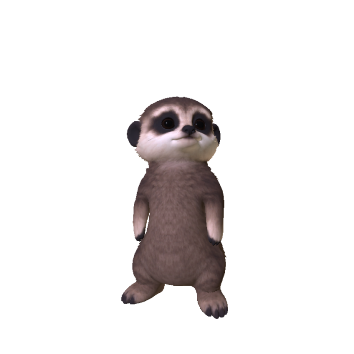 Meerkat