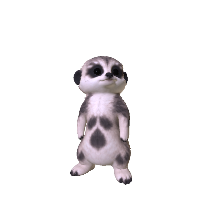 Cute Meerkat