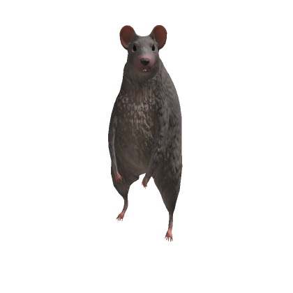 Rat - Roblox