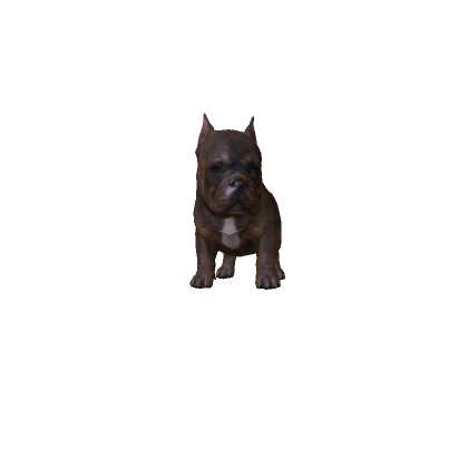 Mini Cute Pitbull thumbnail