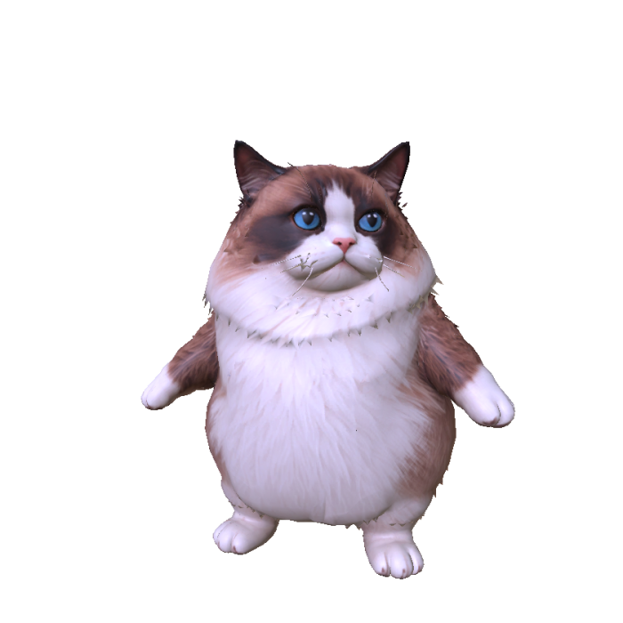 Fat Ragdoll Cat
