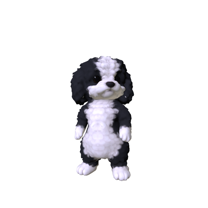 Little Poodle Puppy