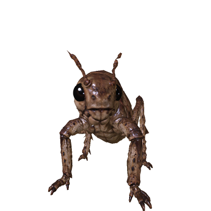 Insect Bug