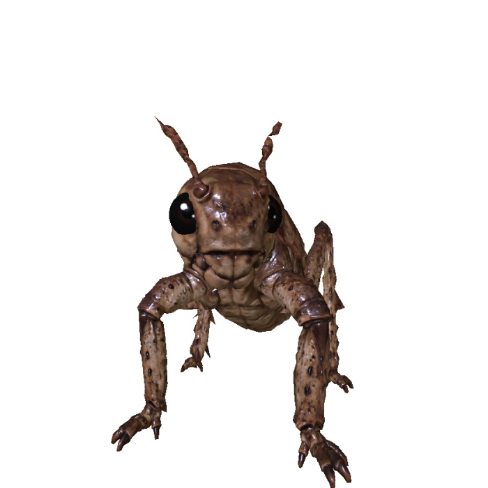 Insect Bug