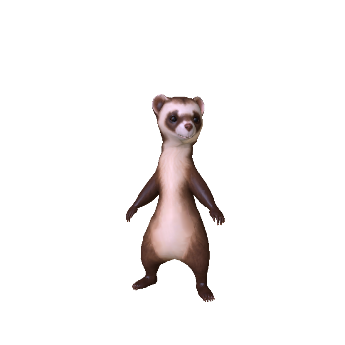 Baby Ferret