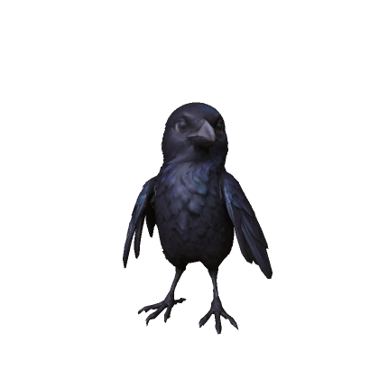 Raven Bird