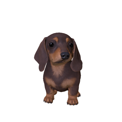 Too Short Dachshund_v1g
