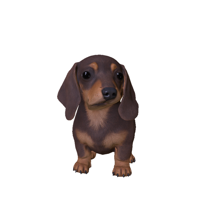 Too Short Dachshund_v1g